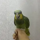 ببغاء امازوني اليف