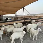 غنم حريات مقاني خلفات ودفيع