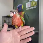 كنيور يلوسايد دبل رد فاكتور