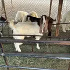 تيس وثلاث جفار العمر من خمسه شهور الى سته شهور