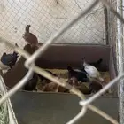 البيع دجاج شرط من المرض العدد 135 دجاج