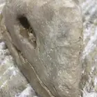 حجر مثل منت شايف