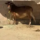 بقرتين بلدي