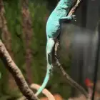 سحليه اغوانا زرقاء