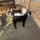 جفار للبيع