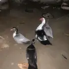بط بلدي