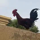 ديك واثنتين دجاج بلدي