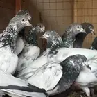 حمام باكستاني