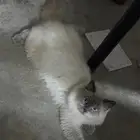 قطط مجانا للتبني