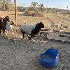 طليان نعيمي