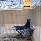 قطايف حلوه