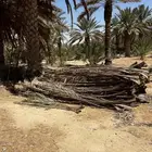 عسف نخل سعف نخل جريد نخل