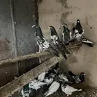 باكستانيات