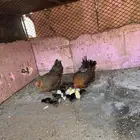 دجاج مفرخ
