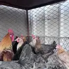 دجاج بلدي