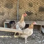 دجاج العدد 2 بيض