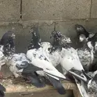حمام باكستاني