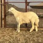 مشروع فحل صنف