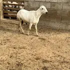 فحل ضان فاخر