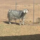 عنز سديس سن وديس شرط مافحصتها جرمها طيب وجفره اربع شهور