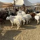 طليان نظيف كل شحم
