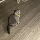 قطة بريتش شورت هير للتزاوج