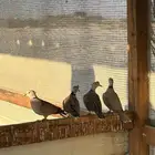 للبيع ياكريم