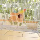 زوج ببغاء روز على وشك الانتاج
