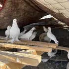حمام