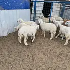 رخال حريه وطليان سواكن ( البيع تفريد )