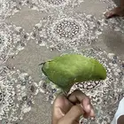 طير دره الليف مافي عظ نهائيا وعنده كلام مو مفهوم
