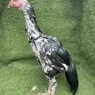 ديك سندي