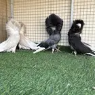 حمام جاكوبين