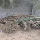 سعف نخيل خوص طويل وقصير اللي محتاج يحمل ويتوكل