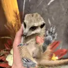 ميركات