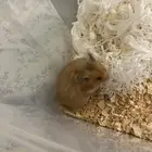 هامستر   اثنين أنثى