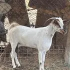 عنز