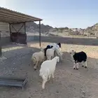 طليان نجد ونعيمي وحري المجموع 9 الطليان 6والرخال3