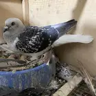 جوز عباسي