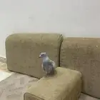 حمام