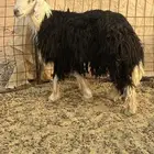 فحل نجدي مشروط