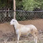 للبيع فحل بلدي