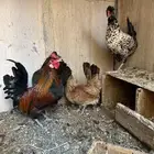 دجاج عربي
