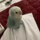 روز اليف مرره