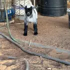 جفره قزم للبيع