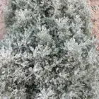 بعيثران طازة أخضر