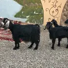 معزاء مضاريع وحليب