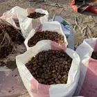 تمر علف