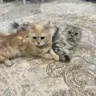 قطط للتبني