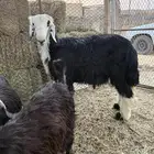 خروف نجدي للبيع